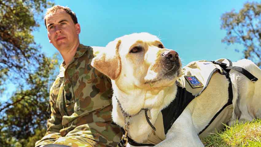 Photo Essay: ADF’s military working dogs
